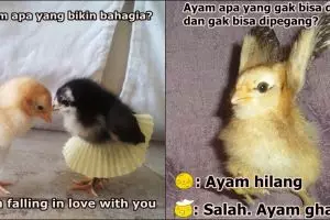 10 Meme pelesetan 'ayam' ini bikin geli gimana gitu