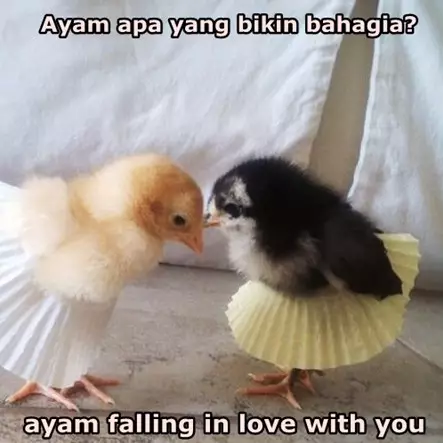 10 Meme pelesetan 'ayam' ini bikin geli gimana gitu