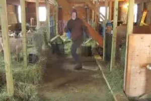 Aksi peternak joget sambil bekerja ini bikin harimu ceria 