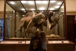 Para ilmuwan dikejutkan dengan diorama manusia umur 150 tahun ini