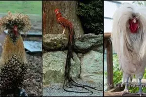 15 Ayam jago ini bulunya indah banget, jarang ada nih