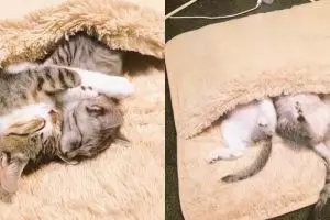 6 Foto tingkah dua kucing menghangatkan diri ini imut abis, gemes deh