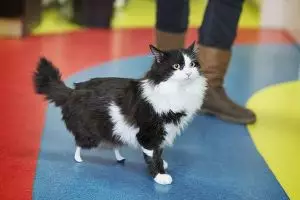 Kehilangan 2 kaki belakang, kucing ini gunakan kaki buatan elektronis