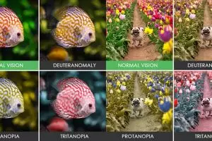 16 Foto perbedaan benda jika dilihat dengan mata normal dan buta warna