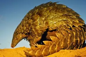 Puluhan trenggiling ini mau diselundupkan ke Malaysia, ada yang mati