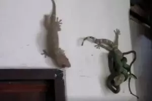 Ular vs tokek di dinding rumah ini bikin bulu kuduk merinding