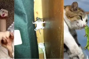 15 Momen langka saat binatang ketiban sial, duh kasihan