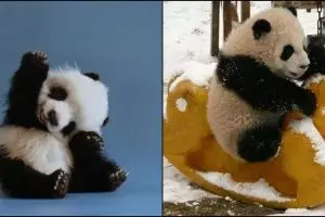 12 Foto kelakuan bayi panda ini lucu banget, menggemaskan deh