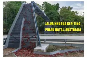 14 Potret menakjubkan jembatan penyeberangan hewan di berbagai negara