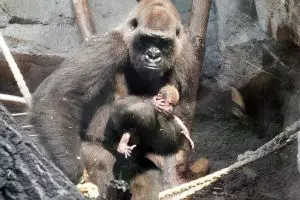 Ditinggal pergi anaknya, ekspresi induk gorila ini mengharukan