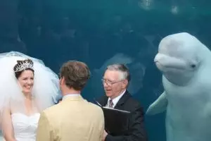 15 Foto editan paus hadiri pernikahan ini lucunya cerahkan harimu