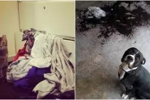 10 Tingkah hewan peliharaan ini bikin geregetan, tapi nggak tega mukul