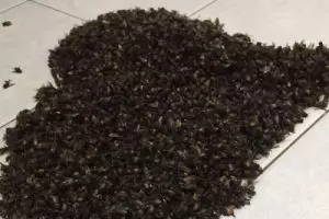 Tak disangka, gerombolan lebah ini hidupnya di atap kamar mandi