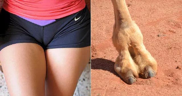camel toe underwear © 2017 elitereaders.com camel toe underwear © 2017 elitereaders.com