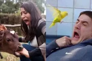 14 Momen saat hewan 'PDKT' ke manusia ini hasilnya unik dan kocak