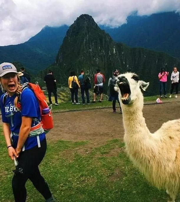 14 Momen saat hewan 'PDKT' ke manusia ini hasilnya unik dan kocak