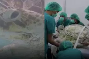 Kura-kura di Thailand ini dioperasi setelah telan 1.000 koin