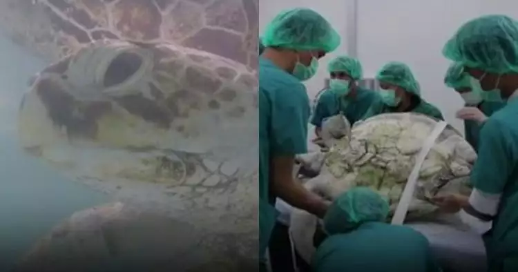 Kura-kura di Thailand ini dioperasi setelah telan 1.000 koin