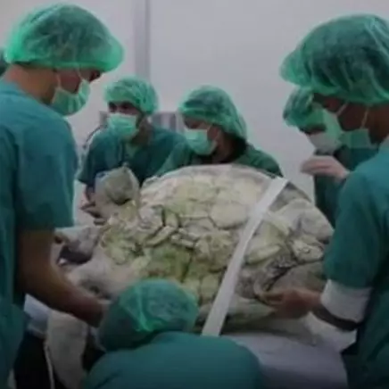 Kura-kura di Thailand ini dioperasi setelah telan 1.000 koin