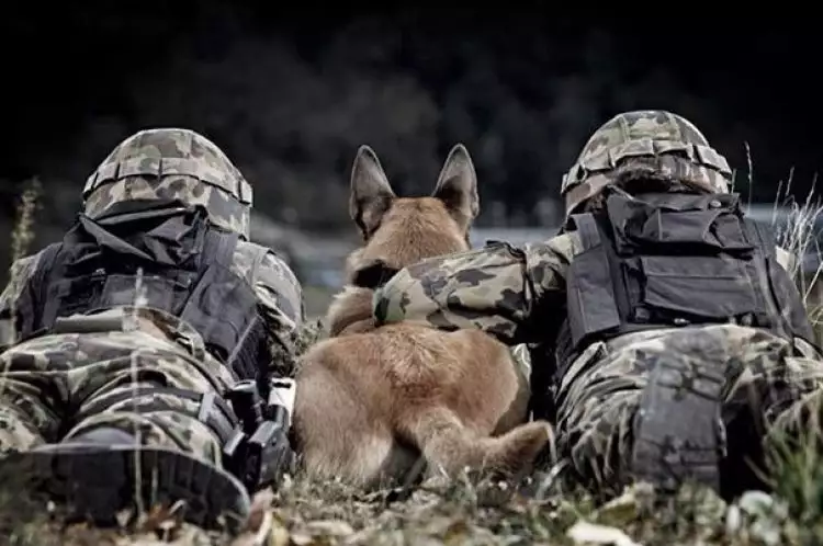 15 Momen kesetiaan anjing militer saat menjalankan tugas, hebat