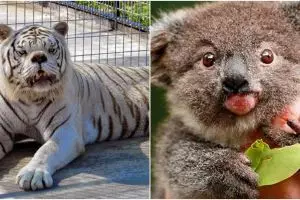 Nggak cuma manusia, 10 hewan ini juga idap down syndrome