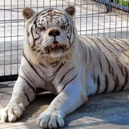 Nggak cuma manusia, 10 hewan ini juga idap down syndrome