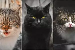 11 Foto warna mata kucing ini bikin takjub, dari oranye sampai hijau