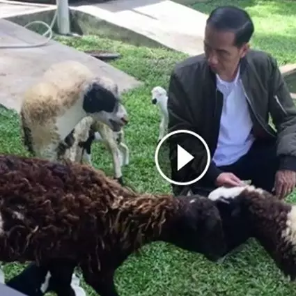 Jokowi cerita kelahiran anak kambing via vlog, tampak lucu-lucu