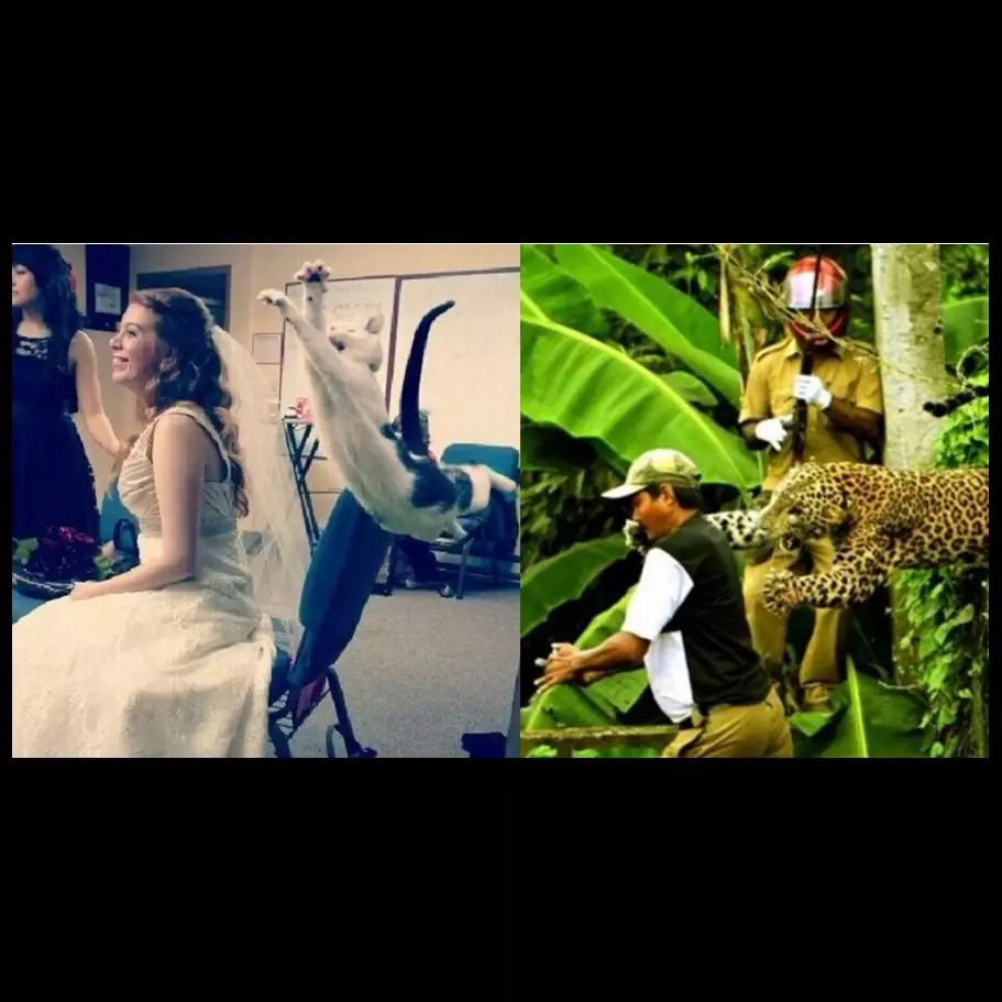 15 Foto detik-detik menegangkan sebelum diserang hewan, duh kasihan