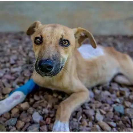 Kisah anjing lumpuh merangkak cari pertolongan ini bikin haru