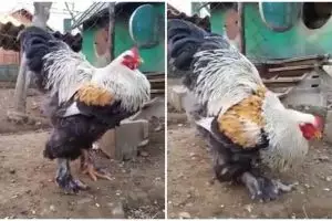 Nggak main-main, ayam ini punya berat hingga 8 kg