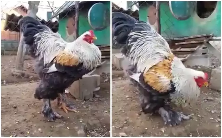 Nggak main-main, ayam ini punya berat hingga 8 kg