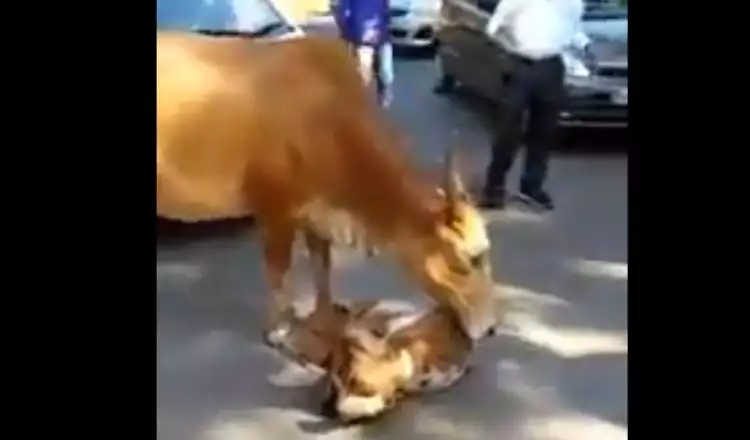 Video 'hewan atau manusia ibu tetaplah ibu' ini menyentuh banget