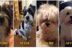 18 Foto hewan sebelum & sesudah potong rambut, lebih ngegemesin mana?