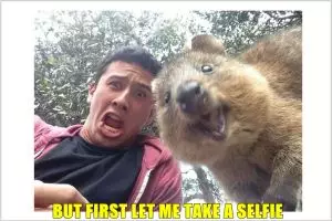 12 Foto lucunya Quokka, binatang yang disebut paling bahagia di dunia