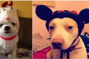 18 Potret ketika hewan diisengin pemiliknya, bikin tersenyum lebar