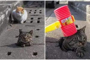 10 Potret lucu kucing liar main di lubang drainase, mirip Whack A Mole