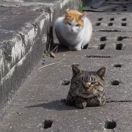 10 Potret lucu kucing liar main di lubang drainase, mirip Whack A Mole