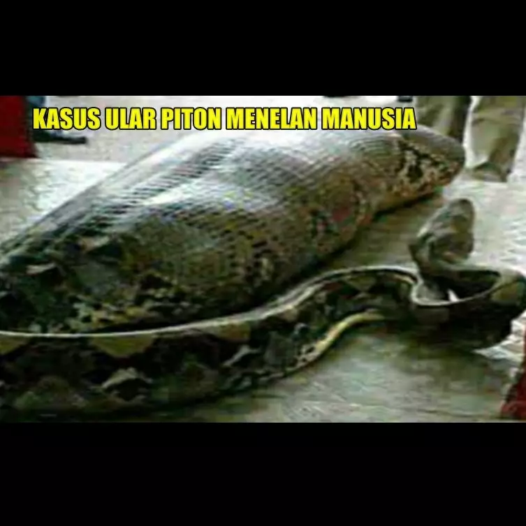 3 Kasus ular piton memangsa manusia, ngeri banget