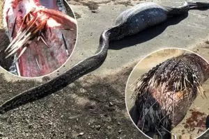 Memangsa landak, ular berukuran besar ini justru bernasib nahas