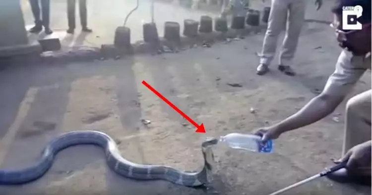 Video pria bernyali beri minum king kobra raksasa ini bikin merinding