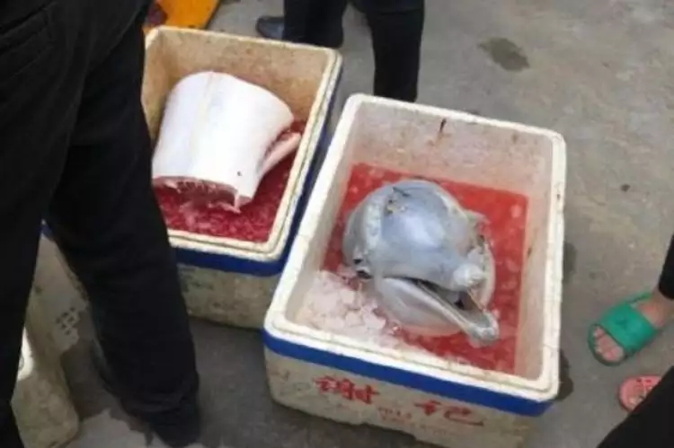 Heboh, lumba-lumba dipotong-potong dan dimasukin kotak es