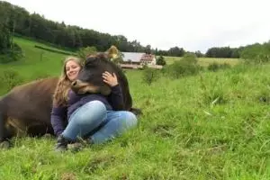 Pengen terbebas dari stres, orang-orang di sini berpelukan dengan sapi