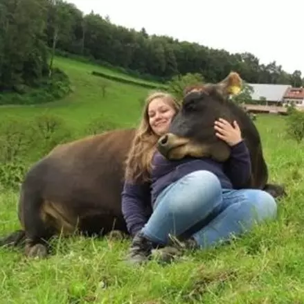 Pengen terbebas dari stres, orang-orang di sini berpelukan dengan sapi