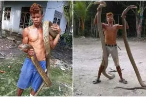 Bikin merinding, pria ini perlakukan raja kobra seperti sahabat