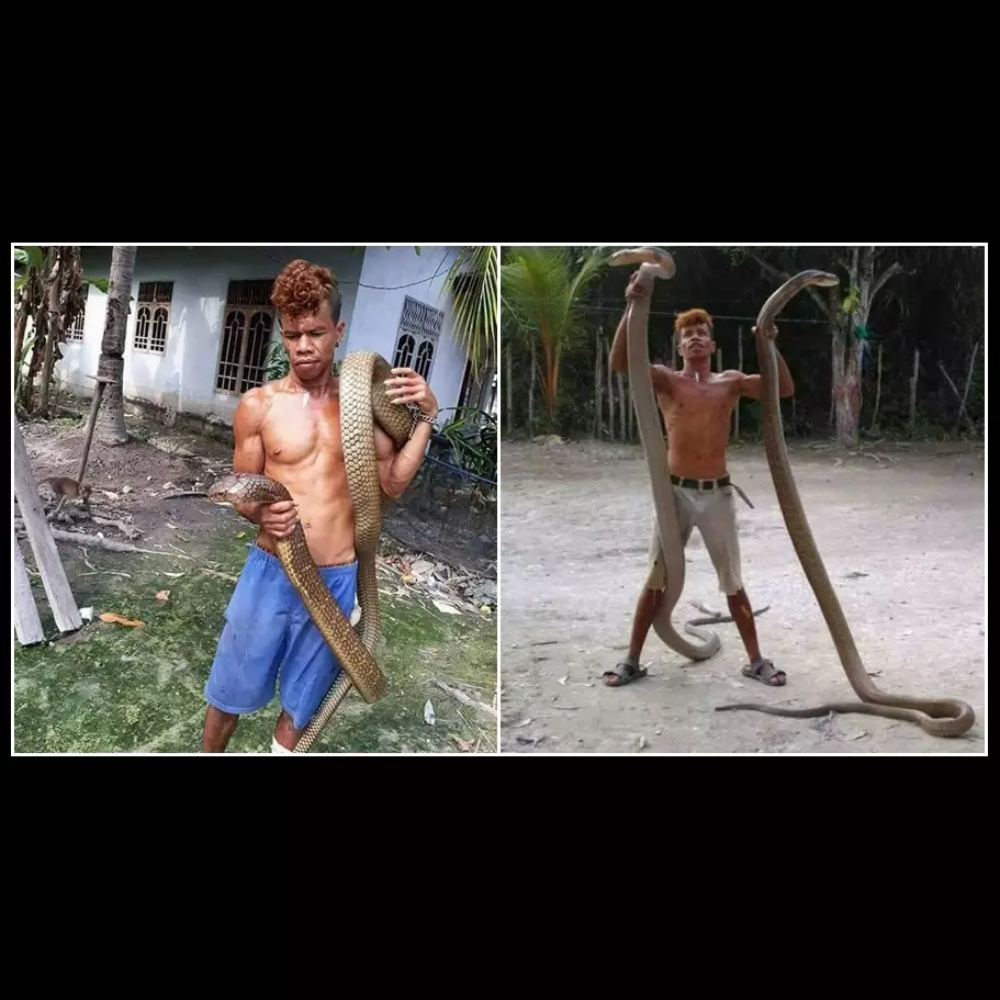 Bikin merinding, pria ini perlakukan raja kobra seperti sahabat