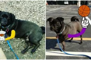 Bentuk kasih sayang pemilik anjing berkaki tiga ini bikin haru