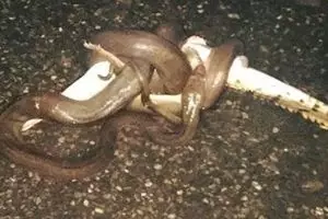 Piton ini menelan buaya hidup-hidup, duh bikin merinding aja