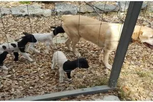 5 Potret anak domba nginduk pada anjing ini bikin gemas sekaligus haru