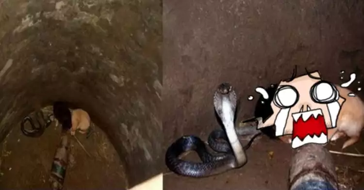 2 Anjing ini jatuh ke sumur bareng ular kobra, endingnya bikin takjub
